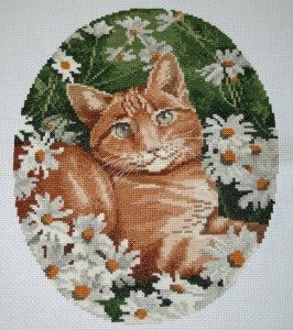 Cat in daisies