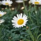 Daisys